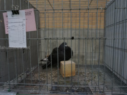 XIV Concurso Exposición de Palomas de Raza en Mula 2024